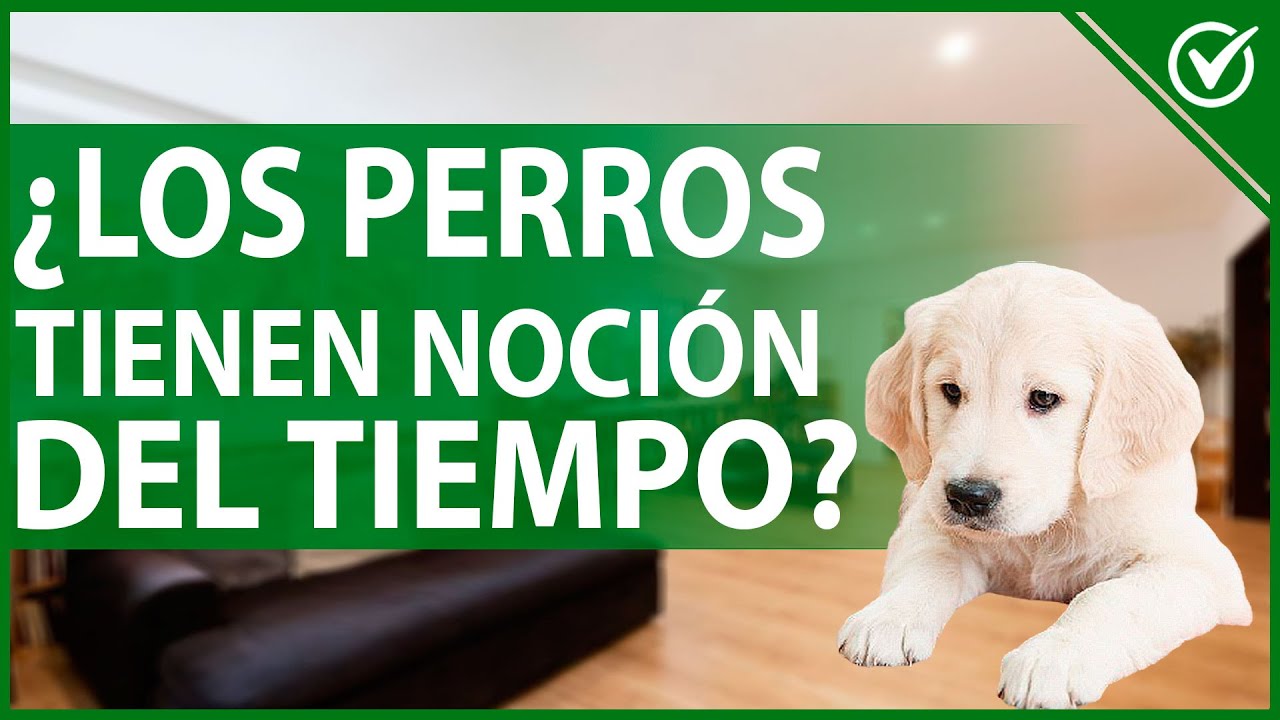 los perros tienen que ir atados